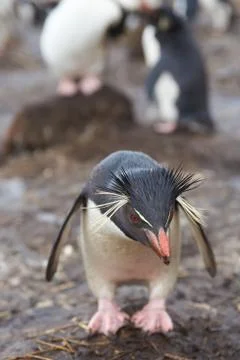 Rockhopper Penguin Foto stock