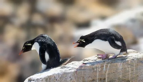 Rockhopper Penguin Stock Photos