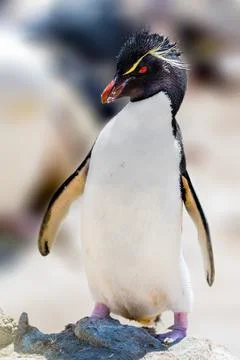 Rockhopper Penguin Stock Photos