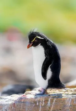 Rockhopper Penguin Stock Photos