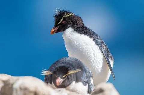 Rockhopper Penguin Stock Photos