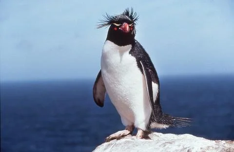 Rockhopper Penguin Stock Photos