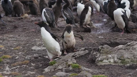 Rockhopper Penguin Runs with Young Chick Following in Colony in the Falklan.. Stock Footage 340288566