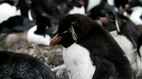 Rockhopper Penguin is sleeping Stock Footage 29659236