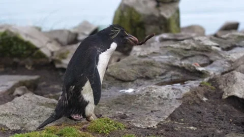 Rockhopper Penguin Slow Motion Exciting Action Runs and Hops with Stick for.. Stock Footage 340287955