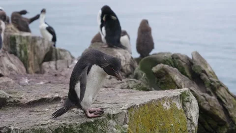 Rockhopper Penguin Slow Motion Hops Around Rocks in Colony in the Falkland .. Stock Footage 340288507