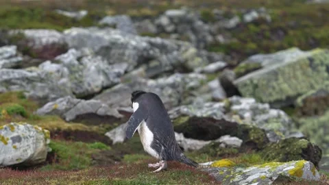 Rockhopper Penguin Slow Motion Runs and Hops On Grass and Rocks in Colony i.. Stock Footage 340288150