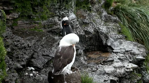 Rockhopper Penguin taking a shower Stock Footage 29473339