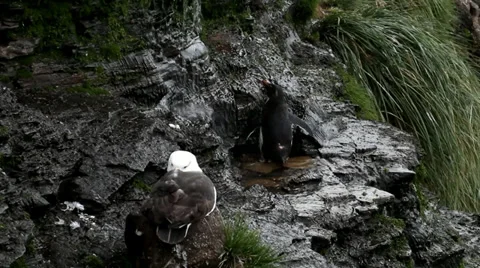 Rockhopper Penguin taking a shower Stock Footage 29473454
