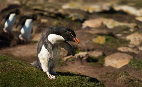 Rockhopper penguin walking with nesting material in the beak Stock Photos