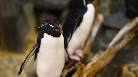 Rockhopper Penguin's Brief Encounter Stock Footage 285363238