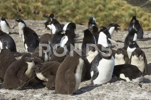 Rockhopper Penguins on the cliffs of Bleaker Island Stock Photos