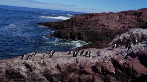Rockhopper penguins climbing the rocks Stock Footage 301355221