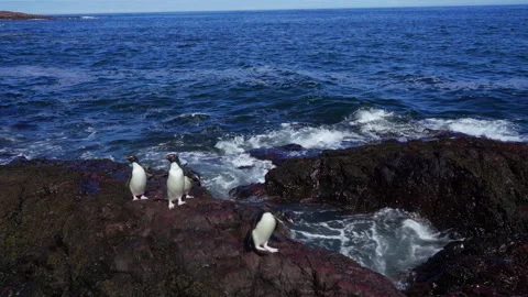 Rockhopper penguins climbing the rocks Stock-Footage 303729605