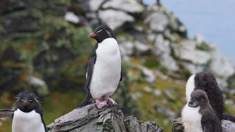 Rockhopper Penguins Colony Close Up He Stands On Rock Perch in the Falkland.. Stock Footage 340286353