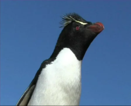 Rockhopper penguin(s) Stock Footage 125783