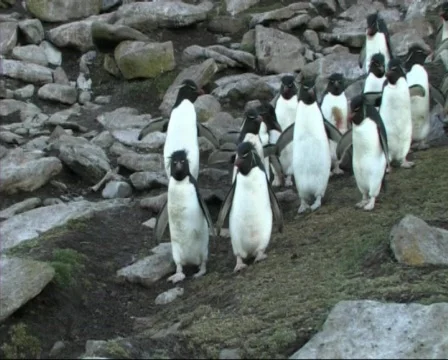 Rockhopper penguin(s) Stock Footage 128399
