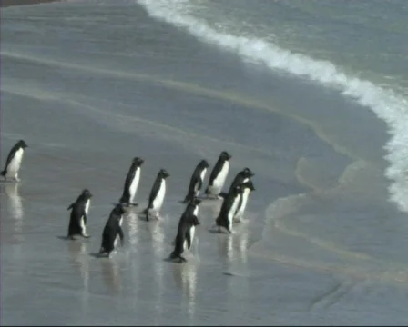 Rockhopper penguin(s) Stock Footage 128458