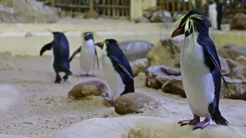 Rockhopper Penguins hanging around Stock Footage 267828226