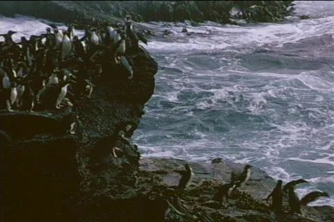 Rockhopper penguins jump and dive off rocks near the ocean the Falkland Islands. Stock Footage