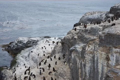 Rockhopper Penguins Stock Photos
