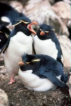 Rockhopper Penguins Stock Photos