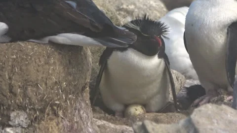 Rockhopper penguins sitting on egg in wind, Falkland Islands, 4K Vídeos de archivo 332327648