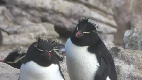 Rockhopper penguins standing in wind moving feathers, Falkland Islands, 4K Vídeos de archivo 332327645