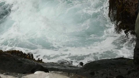 Rockhopper Penguins struggle ashore through rough seas, Falkland Islands Video stock 72709154