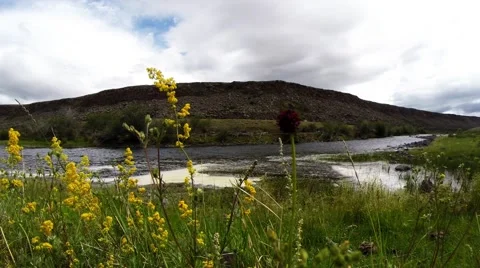Rocking Beautiful Yellow in The Wind Against The Background of Unhurried Flow Stock Footage 59717832