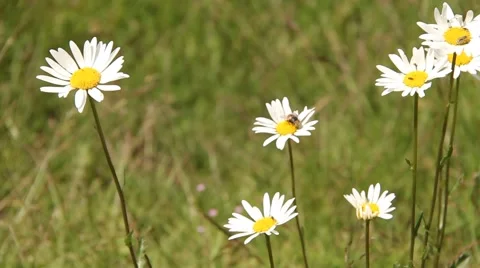 Rocking the daisies Stock Footage 42946853