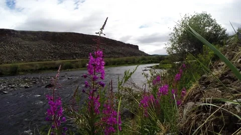 Rocking Grass And Flowers in The Background of Unhurried Flow Mongolian Crystal Stock Footage 59717919