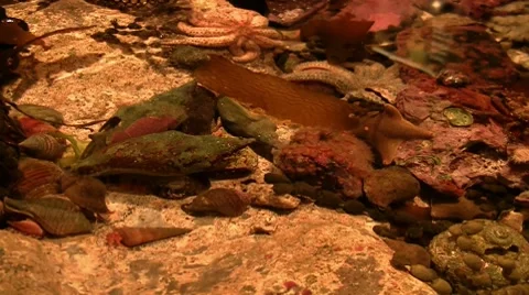 Rockpool 01 Stock Footage