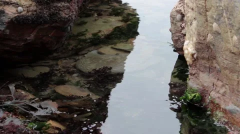 Rockpool close-up Stock Footage 43387079