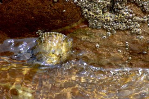 Rockpool Stock Photos