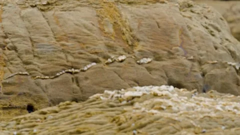 Rockpools with shells, snails and debris Stock Footage 338175808