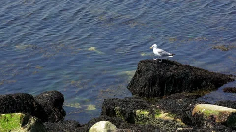 Rockport, MA Harbor Stock Footage 25844225