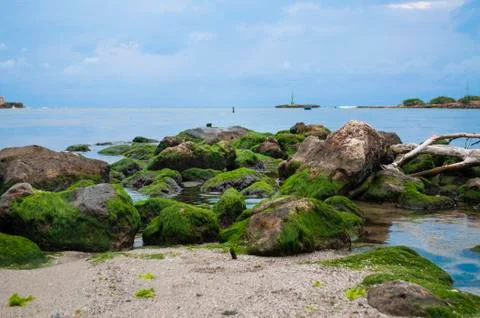 Rocks with algae on the shore Stock Photos