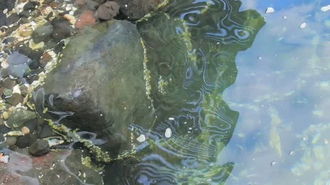Rocks and bits of shell under clear clean saltwater in summer Stock Footage 100999516