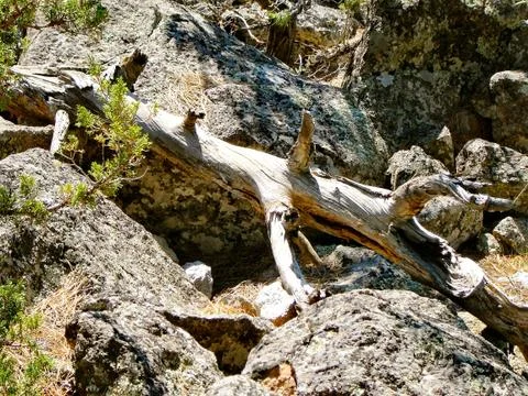Rocks and branches 写真素材