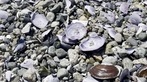 Rocks and broken shells Video stock 239950757
