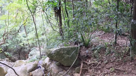 Rocks and cliffs down to creek in Minnamurra national park in 4k. Stock Footage 139963014