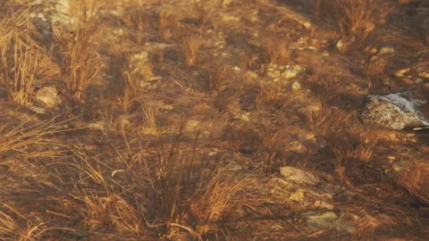 Rocks and dry grass in a natural setting during golden hour Stock Footage 340019253