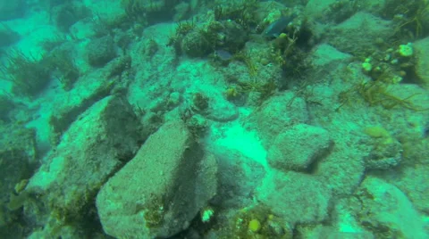 Rocks and fish among the reef Stock Footage 42724310