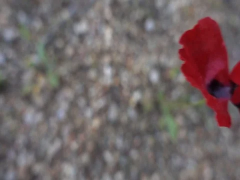 Rocks and the flowers Stock Footage 73779924