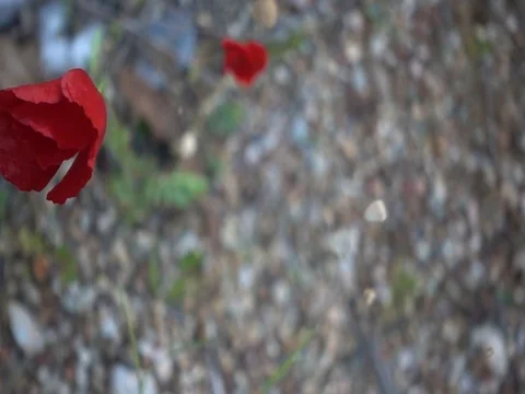 Rocks and flowers Stock Footage 73780200