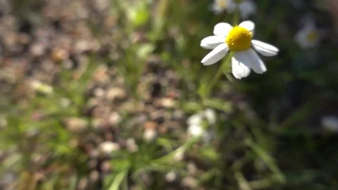 Rocks and the flowers i Stock Footage 73779982