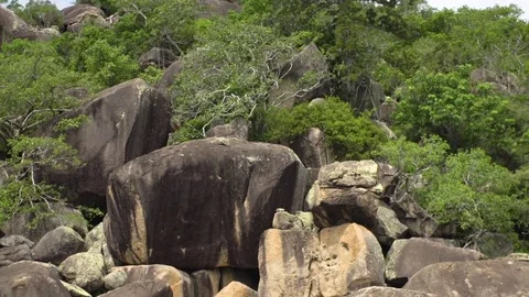 Rocks and forest trees Stock Footage