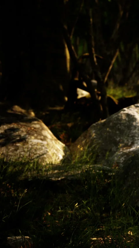 Rocks and grass in a natural setting under soft light during evening Stock Footage 338417516