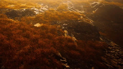 Rocks and grass on a sloped surface with warm light during golden hour Stock Footage 339874060